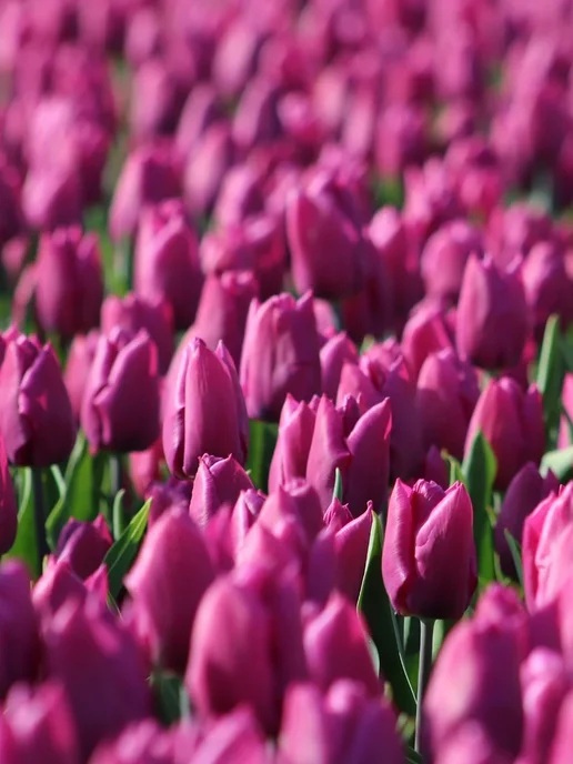 BloomNook Тюльпаны луковицы многолетние, фиолетовый, фото 2