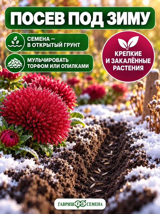 Семена Астра Джувел Гранат, Гавриш, крупноцветковая пачка, вариант, фото 2