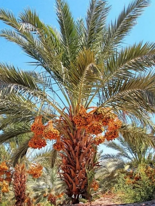 Финики мазафати, 500 гр, 500 г, фото 8