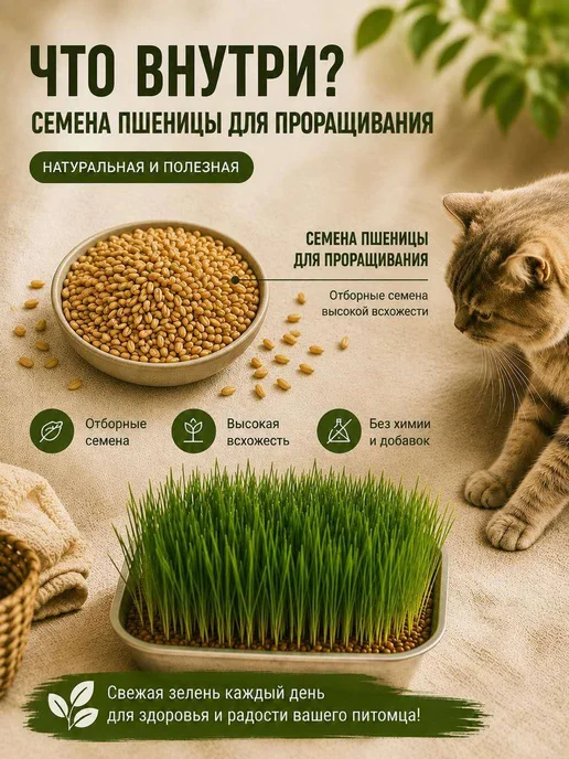 Пшеница для проращивания, лакомство для кошек, зерно для, вариант, фото 2