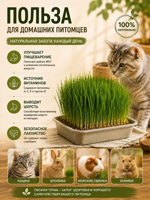 Пшеница для проращивания, лакомство для кошек, зерно для, вариант, фото 3