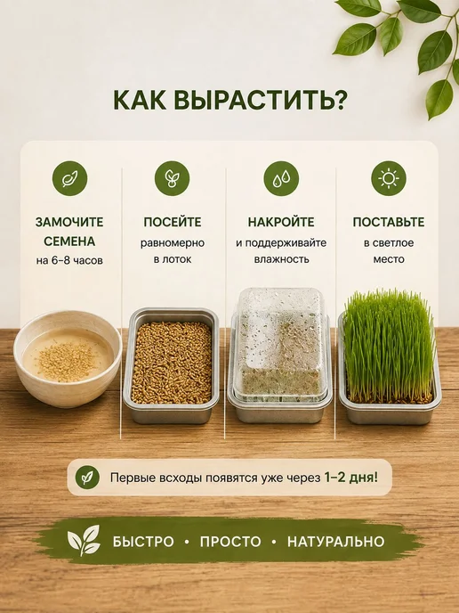 Пшеница для проращивания, лакомство для кошек, зерно для, вариант, фото 4