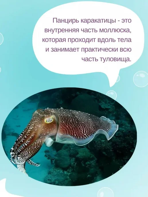 Игрушка для животных — панцирь каракатицы, 10 шт, 10 шт, фото 4