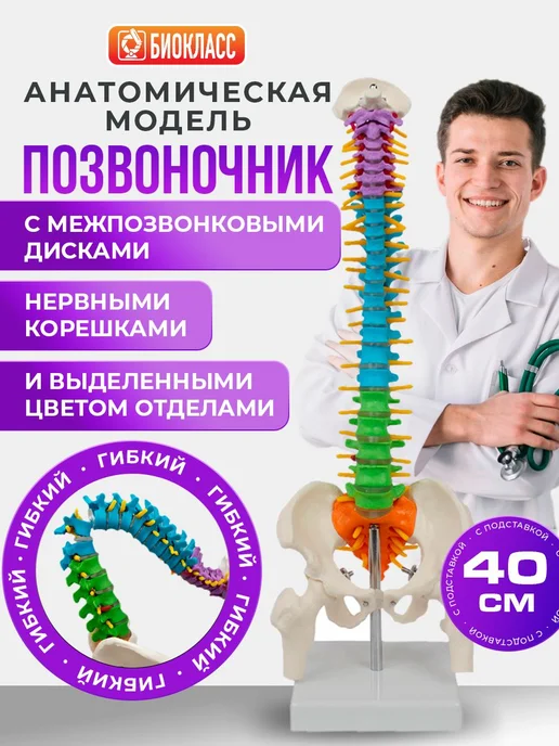 Позвоночник человека, макет с отделами, вариант