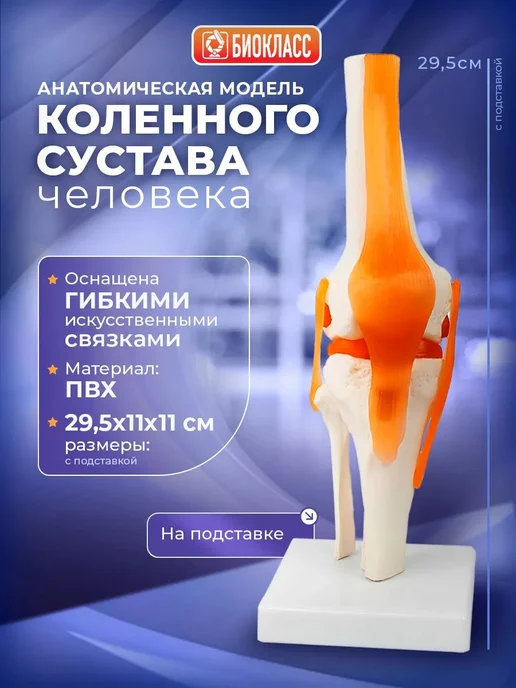 Модель коленного сустава человека на подставке, вариант