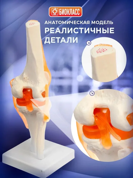 Модель коленного сустава человека на подставке, вариант, фото 3