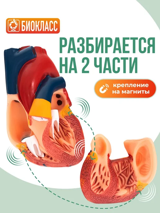 Модель сердца анатомическая, разборная, вариант, фото 2