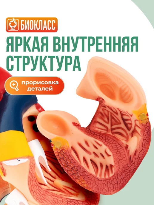 Модель сердца анатомическая, разборная, вариант, фото 3