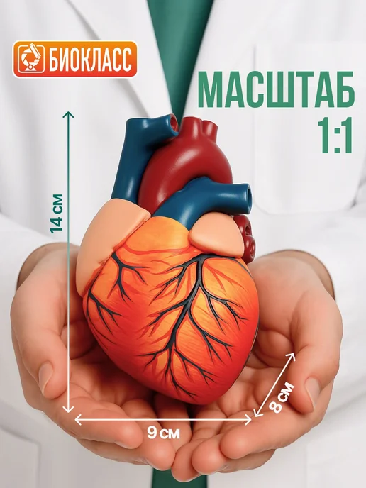 Модель сердца анатомическая, разборная, вариант, фото 4