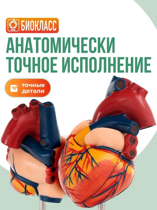 Модель сердца анатомическая, разборная, вариант, фото 5