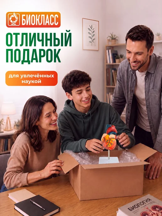 Модель сердца анатомическая, разборная, вариант, фото 7