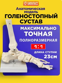 Модель скелета голеностопного сустава человека, макет стопы