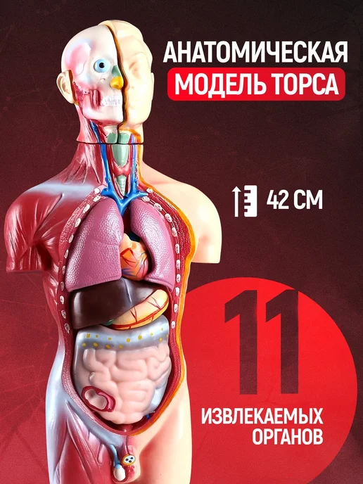 Анатомическая модель человека с органами разборная 42см, вариант