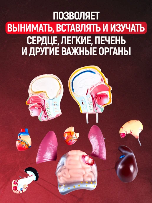 Анатомическая модель человека с органами разборная 42см, вариант, фото 2