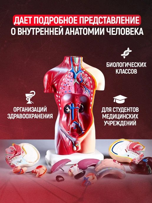 Анатомическая модель человека с органами разборная 42см, вариант, фото 3