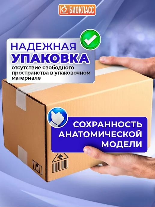 Анатомическая модель грыжи позвоночника учебный макет, вариант, фото 6