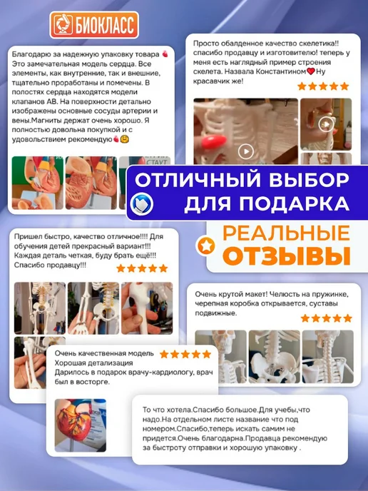 Анатомическая модель грыжи позвоночника учебный макет, вариант, фото 7