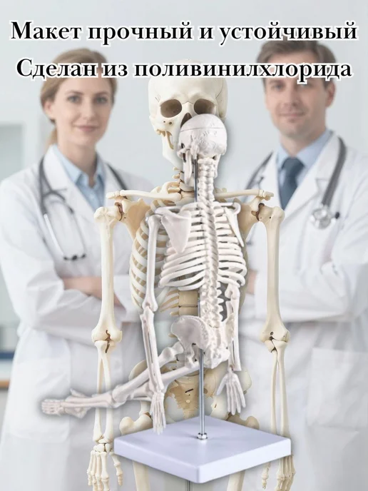 Макет скелет человека анатомический, 45 см CleverTech, вариант, фото 2