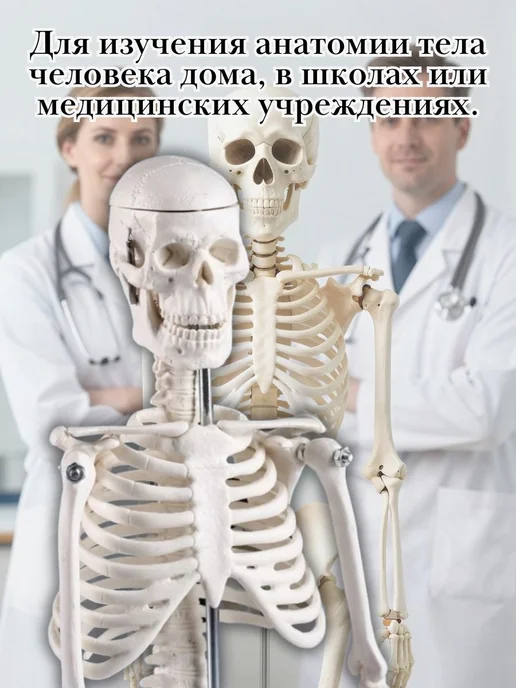 Макет скелет человека анатомический, 45 см CleverTech, вариант, фото 3