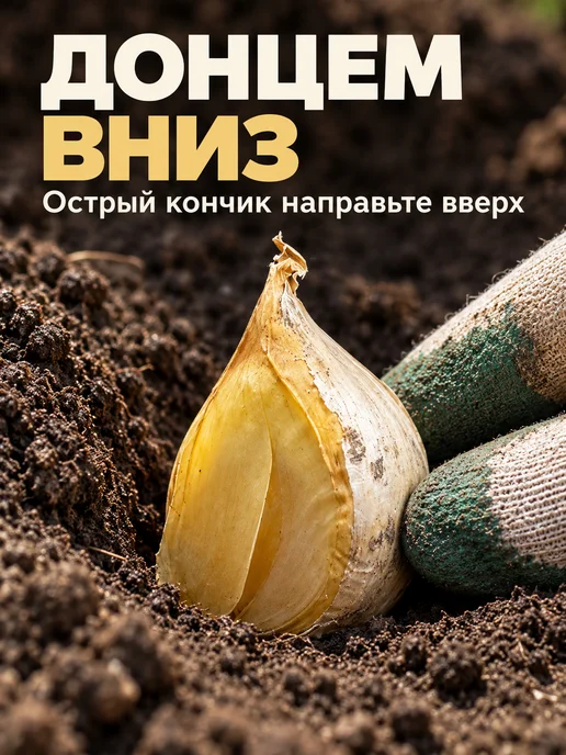 Чеснок на посадку под зиму крупный урожай 2026 (10 зубцов), белый, фото 5