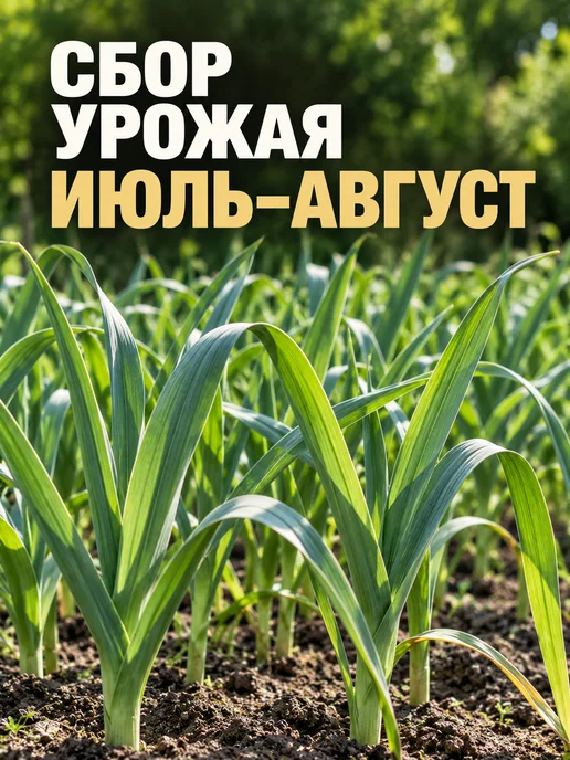 Чеснок на посадку под зиму крупный урожай 2026 (10 зубцов), белый, фото 7